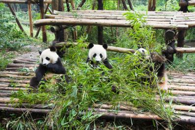 ChengDu14