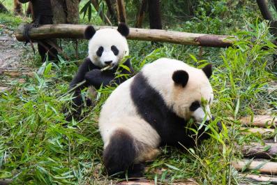 ChengDu15