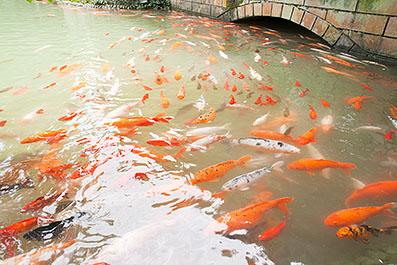 DuJiangYan12