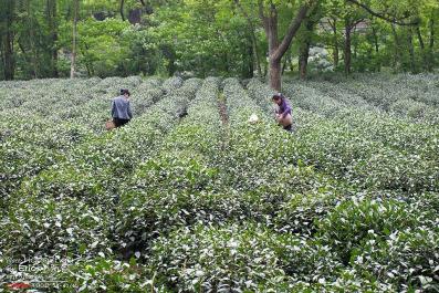 HangZhou11