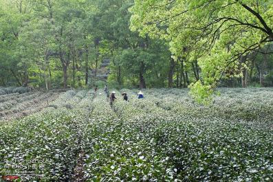 HangZhou14