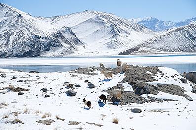 Kashgar041