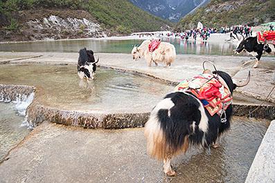 LiJiang39