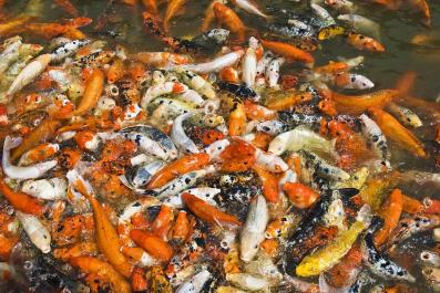 TongLi06