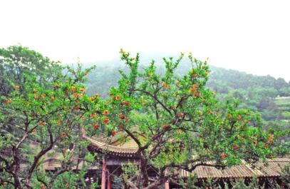 XiAn01