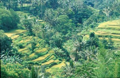 Bali09