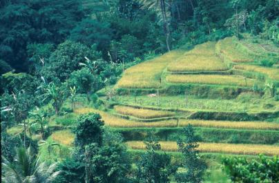 Bali10