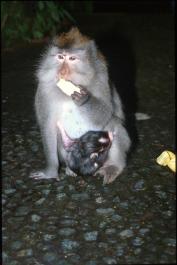 Bali14