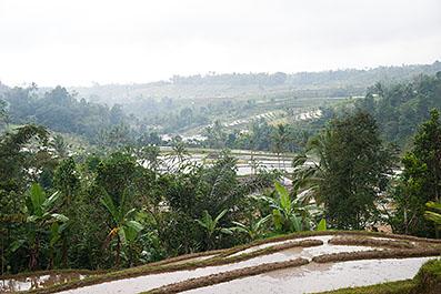 Bali50