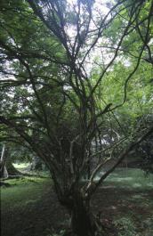 Bogor33
