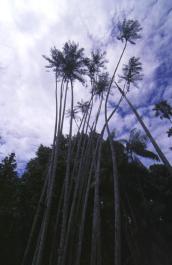 Bogor34