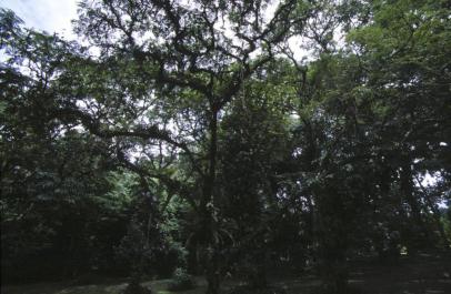 Bogor35