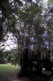 Bogor36