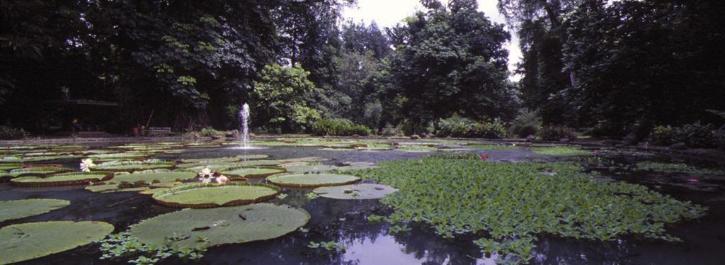 Bogor37