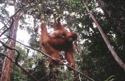Sumatra05