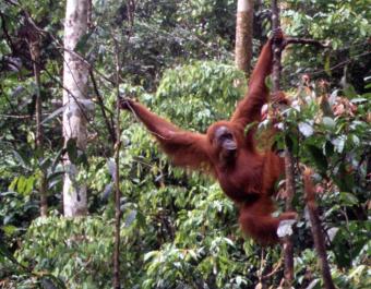 Sumatra06