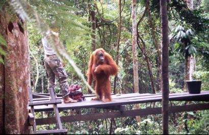 Sumatra07