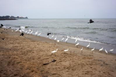 Negombo06