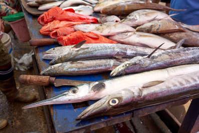 Negombo08
