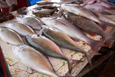 Negombo09