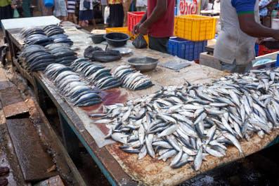 Negombo10