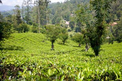 NuwaraEliya01