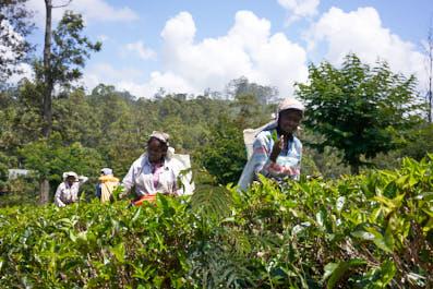 NuwaraEliya02