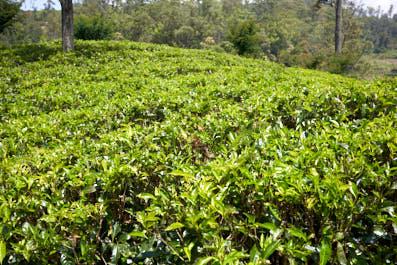 NuwaraEliya03