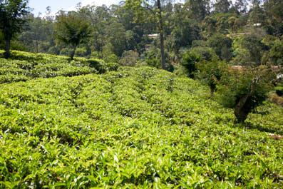 NuwaraEliya04