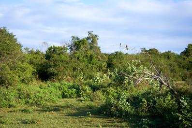Udawalawe02