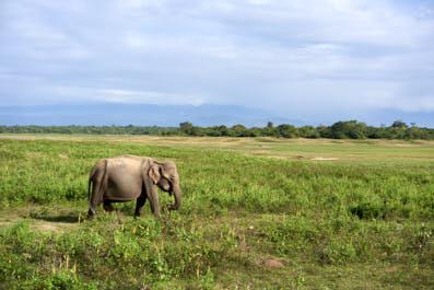 Udawalawe06