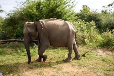 Udawalawe10