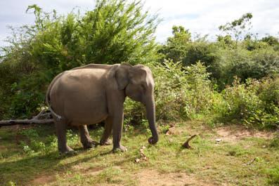 Udawalawe11