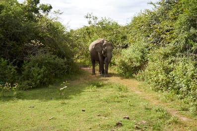 Udawalawe12
