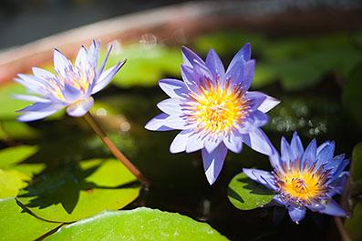HoiAn49