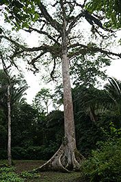 Caracol02