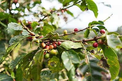 Monteverde02