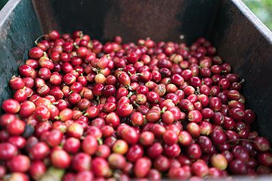 Monteverde06