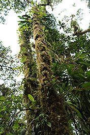 Monteverde09