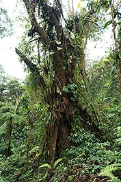 Monteverde10