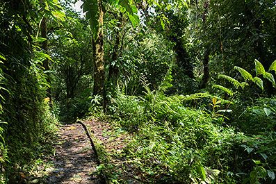 Monteverde13