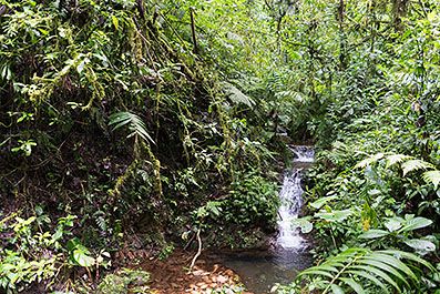 Monteverde14