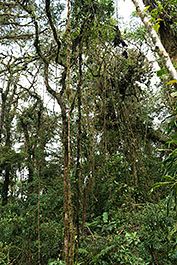 Monteverde16