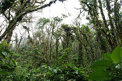 Monteverde22