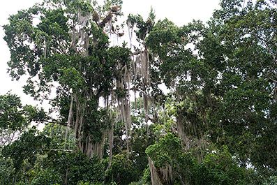 Tikal02