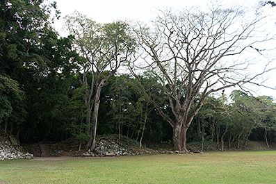 Copan25
