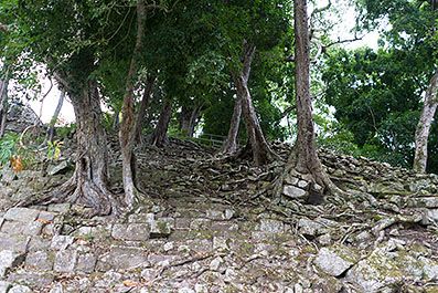 Copan26