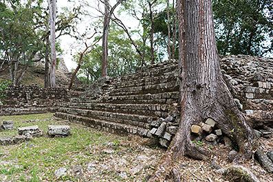 Copan33