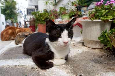 Mykonos23
