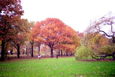 NYC081